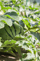 Similar image 22285162