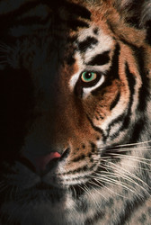 Similar image 22285193