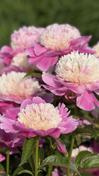 Similar image 22285901