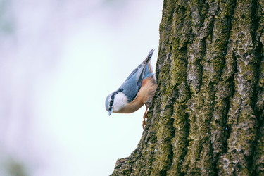 Similar image 22287619