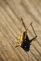 Similar image 22306519