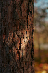 Similar image 22300462