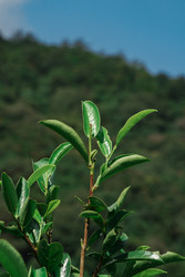 Similar image 22316125