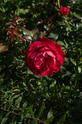 Similar image 22290392