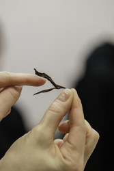 Similar image 22330007