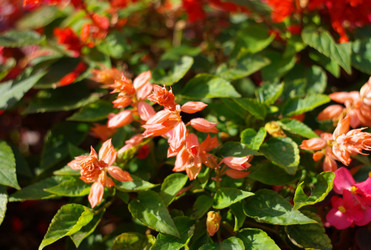 Similar image 22292761