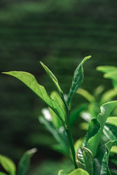 Similar image 22327609