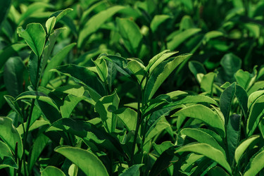 Similar image 22296606