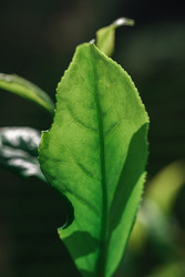 Similar image 22296744