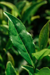 Similar image 22296745