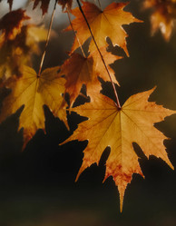 Similar image 22291047