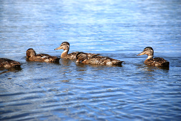 Similar image 22291559