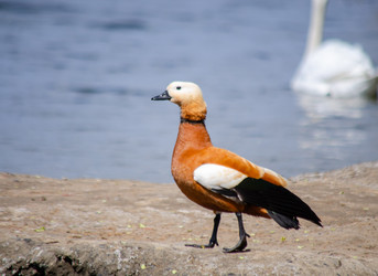 Similar image 22290158