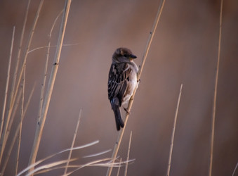 Similar image 22290220