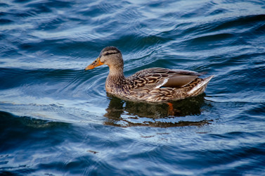 Similar image 22301595