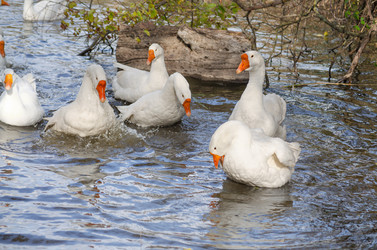 Similar image 22290234