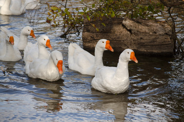 Similar image 22290236