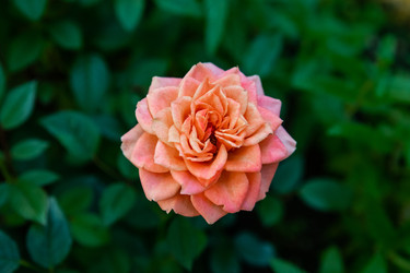 Similar image 22291819