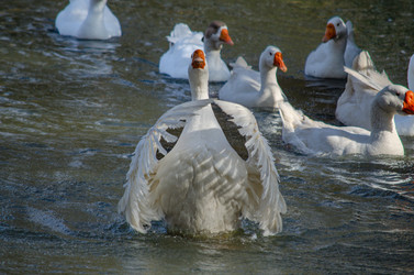 Similar image 22290265