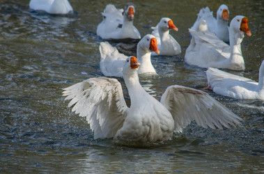 Similar image 22290266