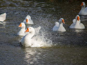 Similar image 22290267