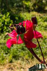 Similar image 22290516