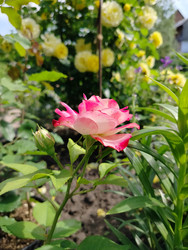 Similar image 22290542