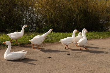 Similar image 22294962