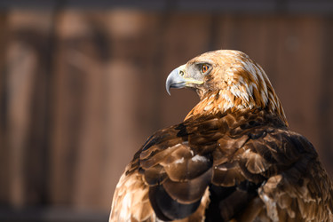 Similar image 22294520