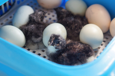 Similar image 22291954