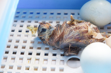 Similar image 22296297