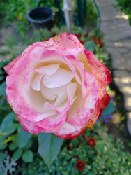 Similar image 22296367