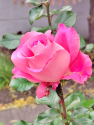 Similar image 22304390