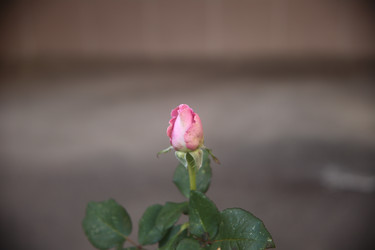 Similar image 22315229