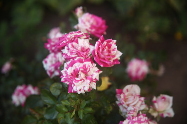 Similar image 22315233