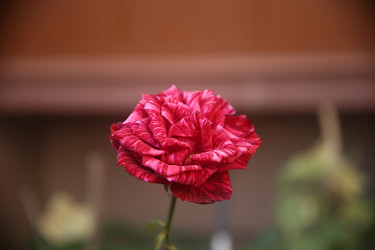 Similar image 22315239