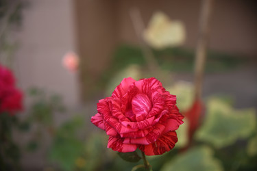 Similar image 22315241