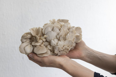 Similar image 22301854