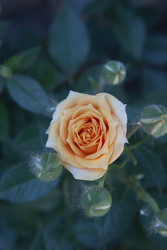 Similar image 22314811