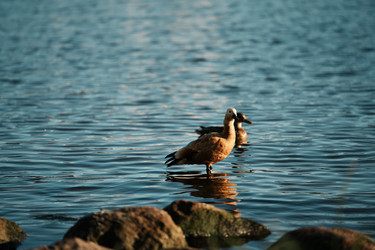 Similar image 22301022