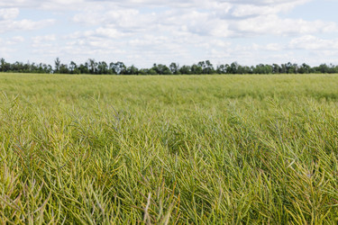 Similar image 22317250