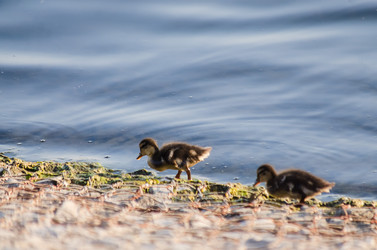 Similar image 22311809