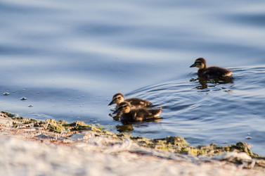 Similar image 22311810