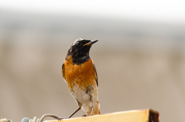 Similar image 22308784