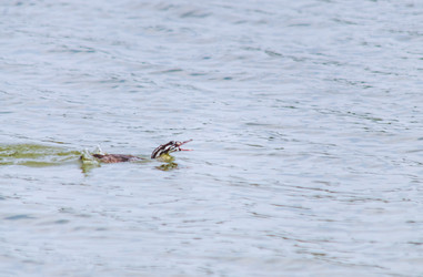 Similar image 22308811