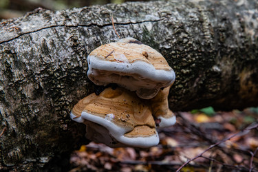 Similar image 22302296