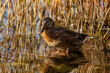 Similar image 22302316