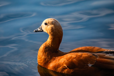 Similar image 22302317