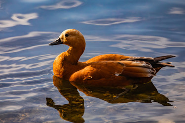 Similar image 22302320