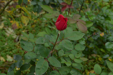 Similar image 22331591